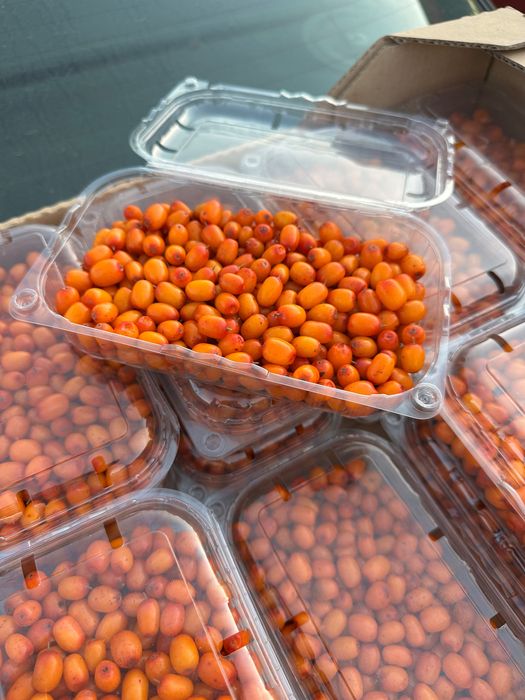 Продам свіжозірвану ягоду обліпихи