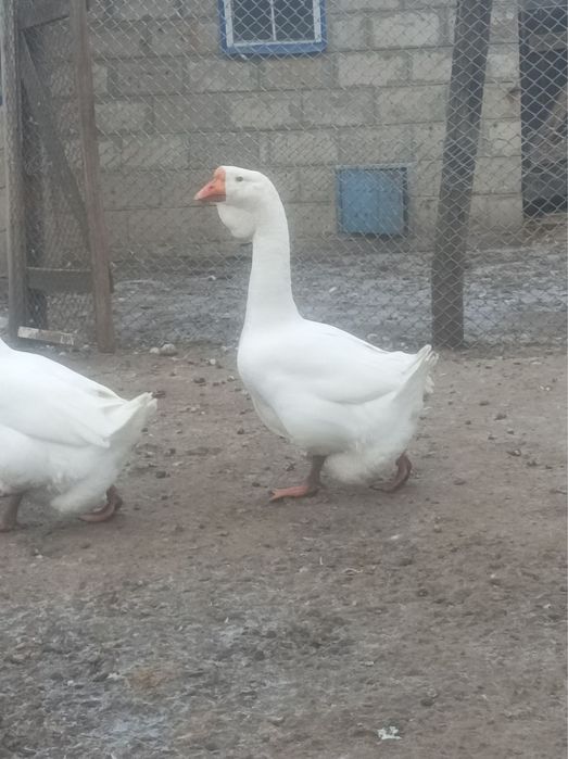 Гуси холмогори, птиця