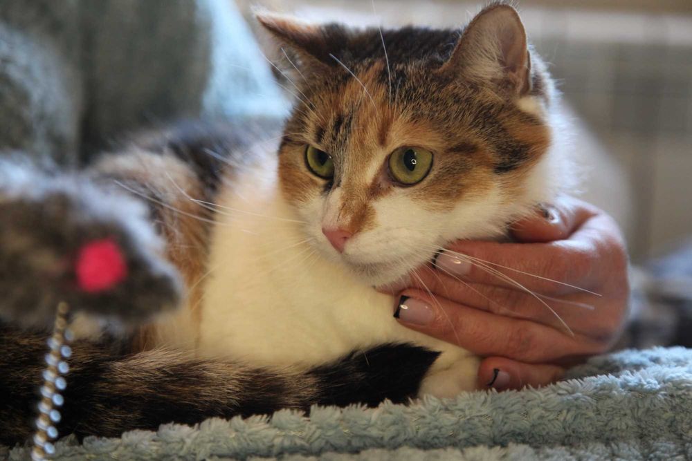 Шукаємо родину для кицюні