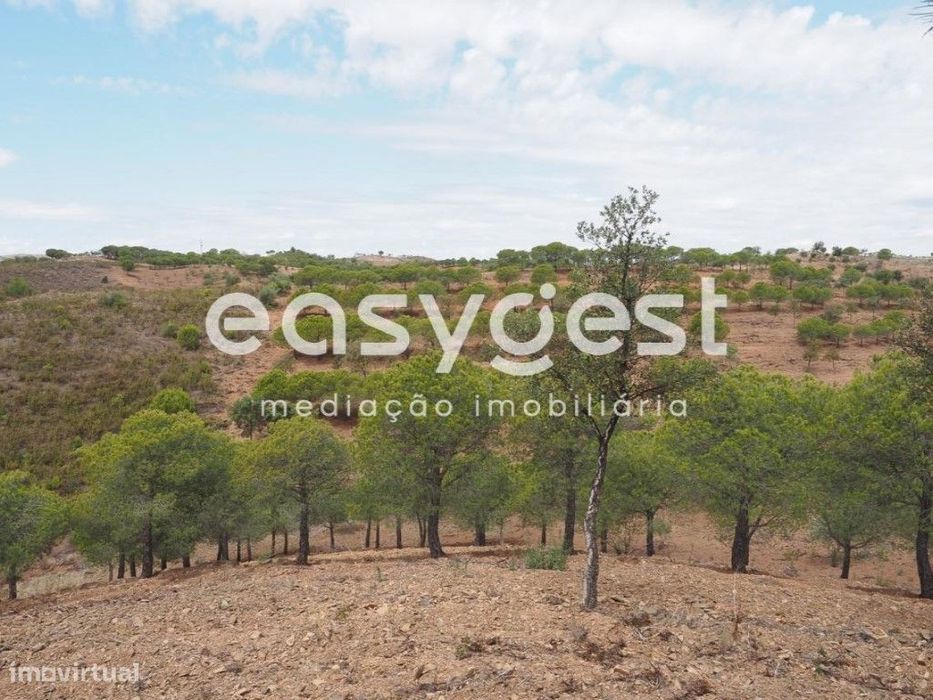 Terreno agrícola com pinheiros, oliveiras e sobreiros em Atalaias