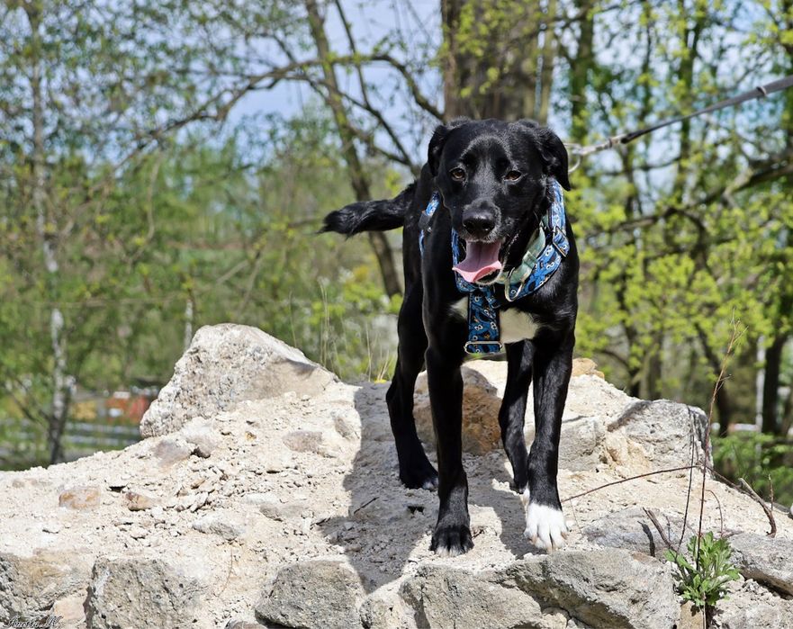 MAJLO | super aktywny, wesoły i przyjaźnie nastawiony ala labrador