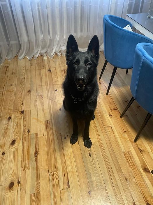 Східно європейська вівчарка