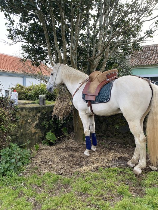 Cavalo cruzado de lusitano