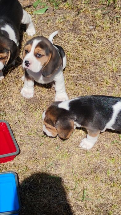 Beagle szczeniak