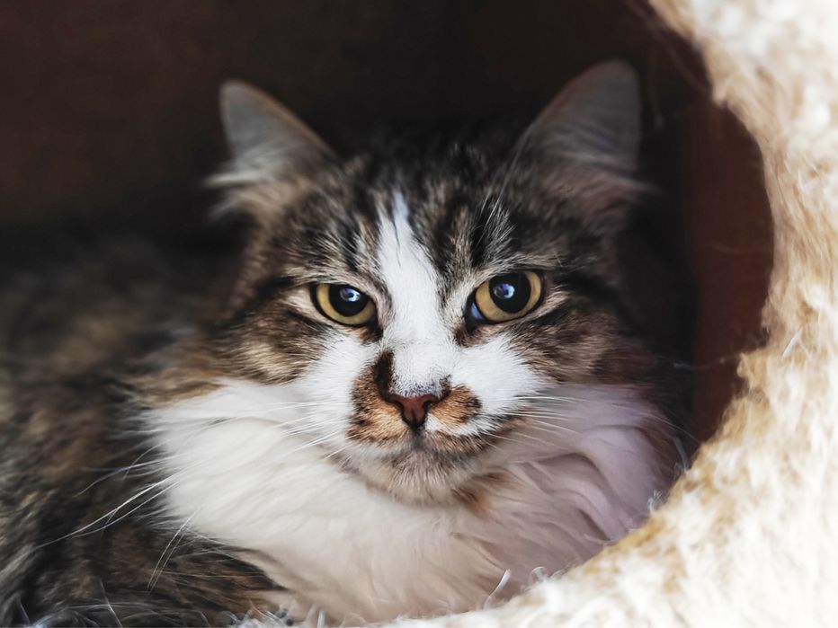 Шукаємо найкращу родину для кішечки Лаві.1,5 роки.Стерилізована.Кішка