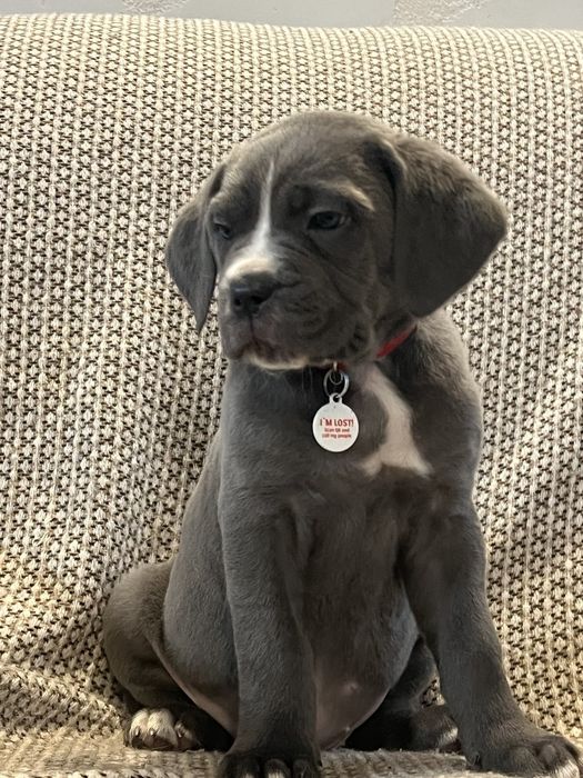 Щенята кане корсо