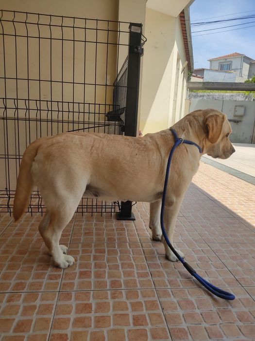 Labrador Retriever - Cachorrinho disponível (LOP + Afixo)