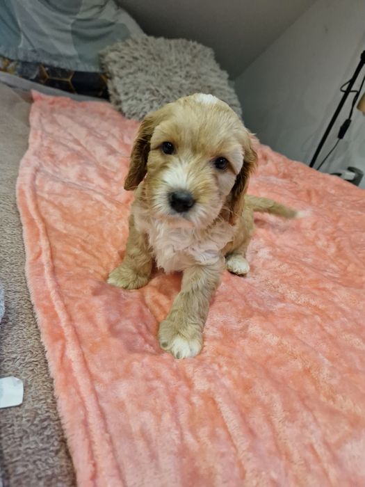 Cockapoo suczka cockapoo