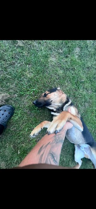 Roczny pies do adopcji – kochany mieszaniec