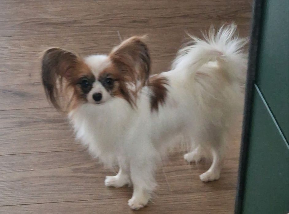 Spaniel kontynentalny miniaturowy Papillon suczka.