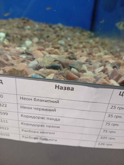 Акваріумні рибки