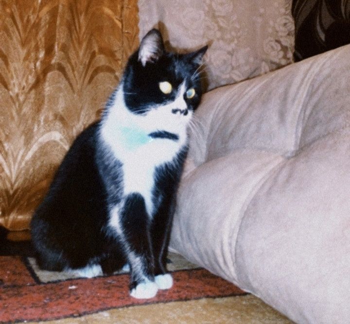 Молодая кошка Адольфия в хорошие руки