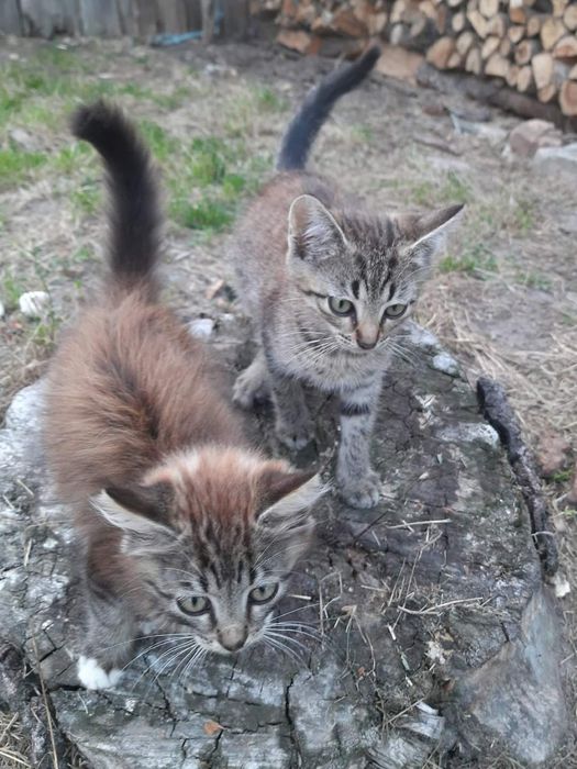 Малеча шукає родину