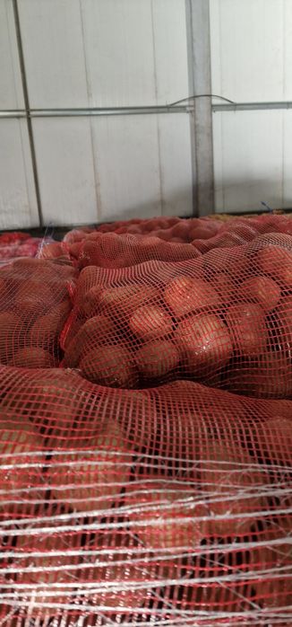 Batatas alhos cebolas