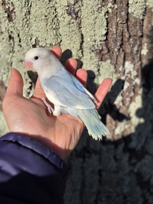 Agapornis Domesticados