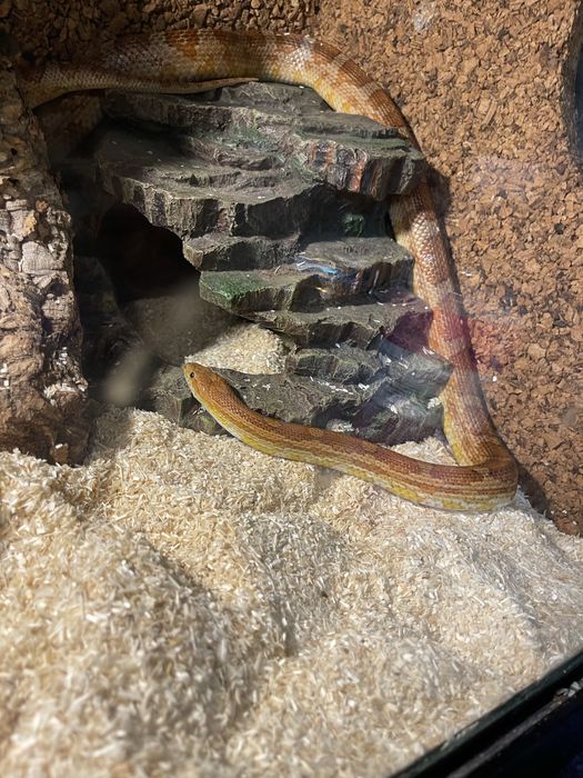 Wąż zbożowy wraz z terrarium