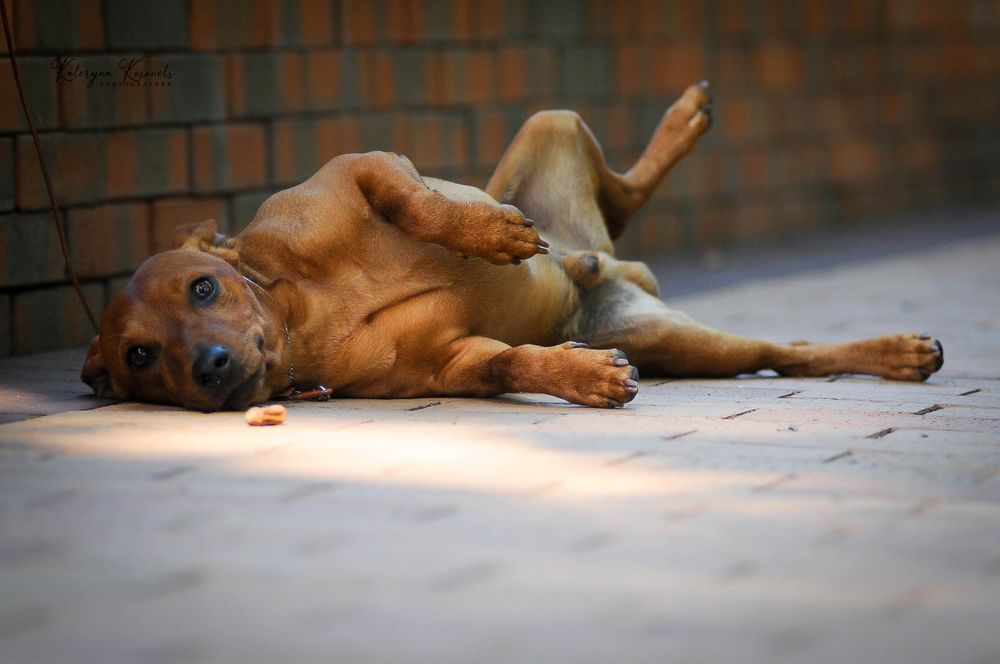 Хлопчик Цвергпінчера