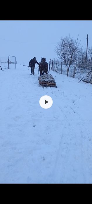 Змінить господарів лошак