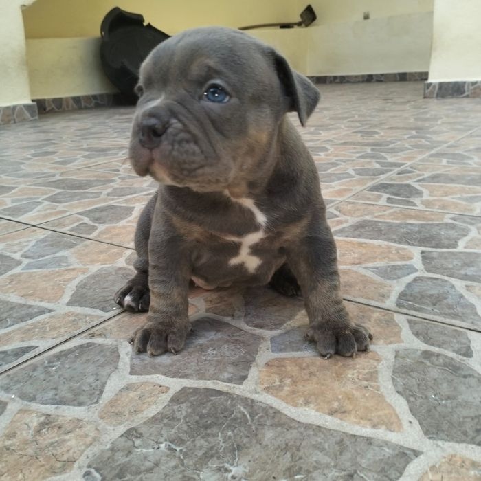 American bully pocket