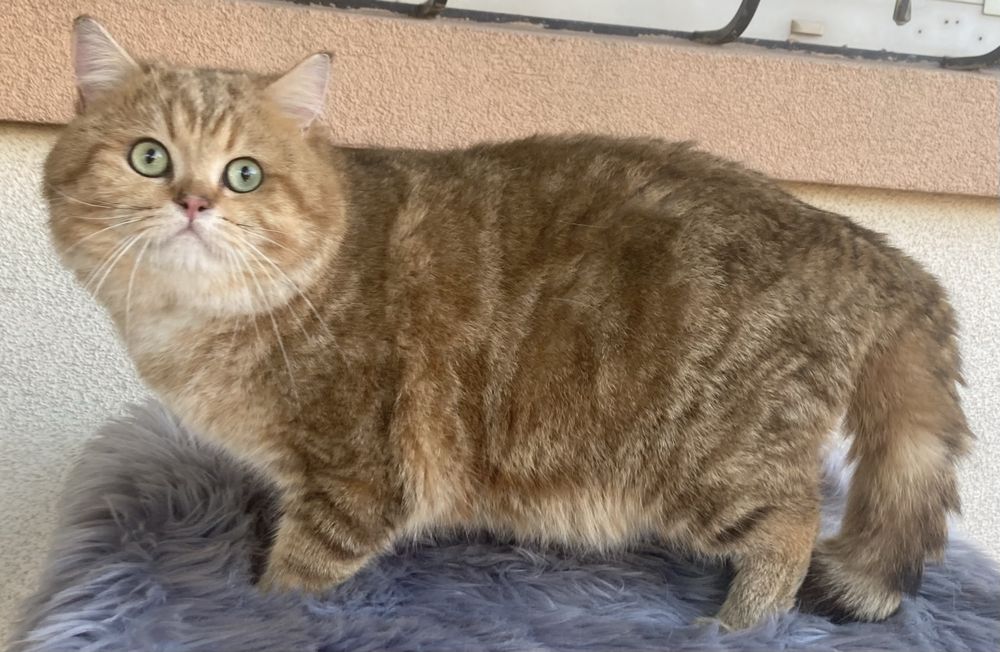 Гарі-- золотий мармуровий котик!