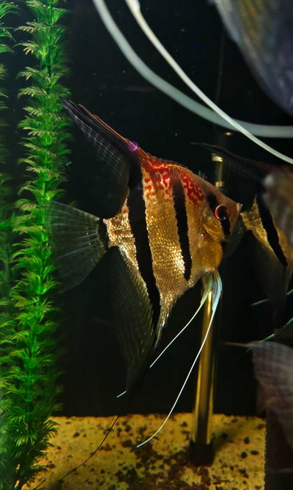 Skalary Santa Isabel, Pterophyllum scalare.