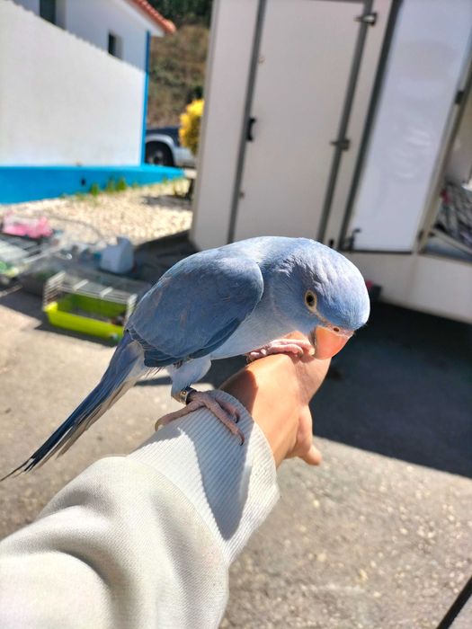 Papagaio Ringneck Bebê/Selvagem