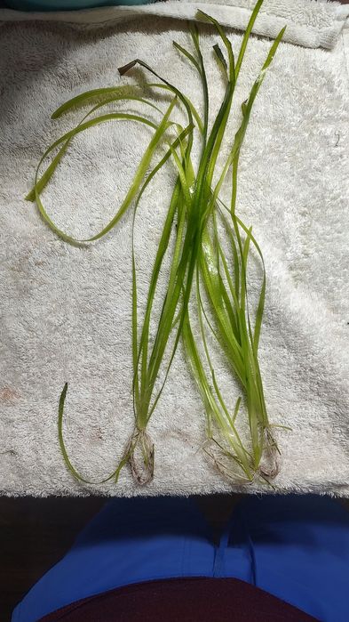 Trawa akwarium roślina akwariowa Nurzaniec