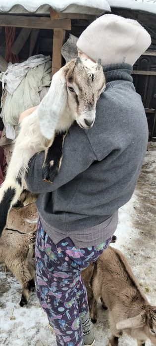 Козочка англонубійська.