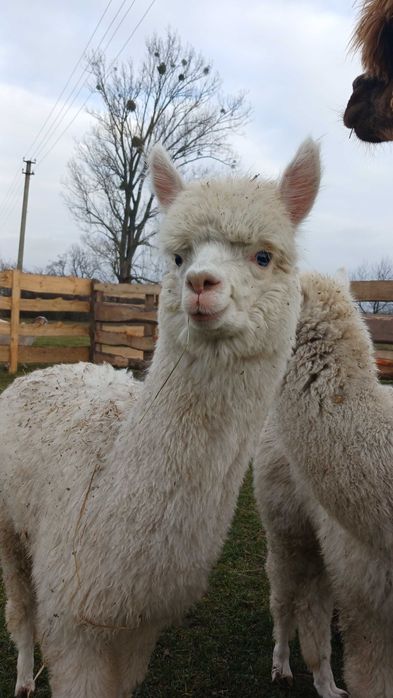 Сільськогосподарські копитні тварини