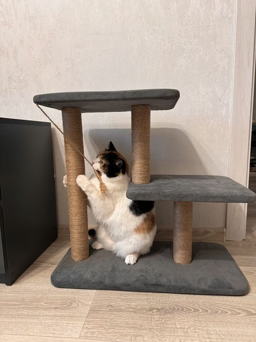 Когтеточка трехярусная