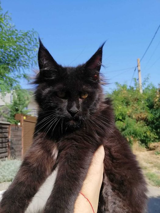 Кошечка Мейн Кун  Maine Coon