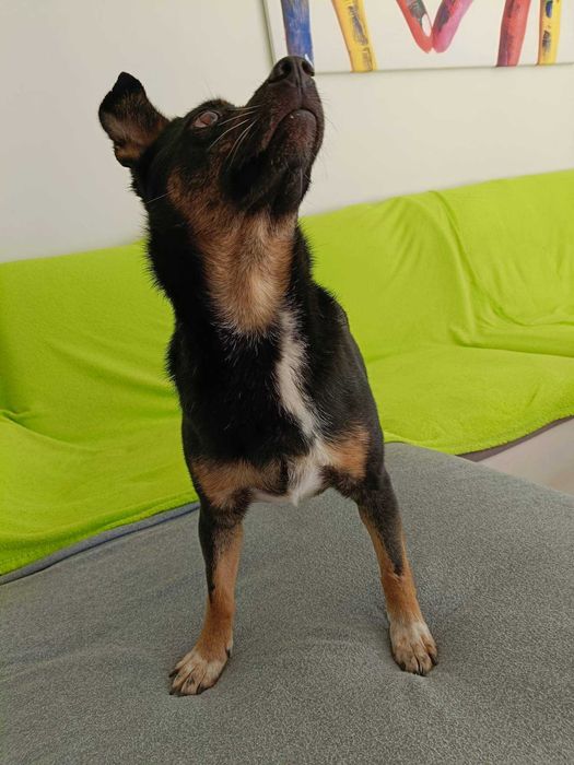 Riko poleca się do adopcji