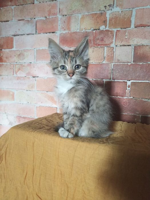 Безкоштовно кошеня кішка