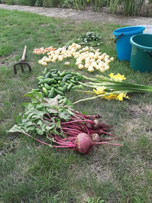 Działka ogrodowo - rekreacyjna ROD