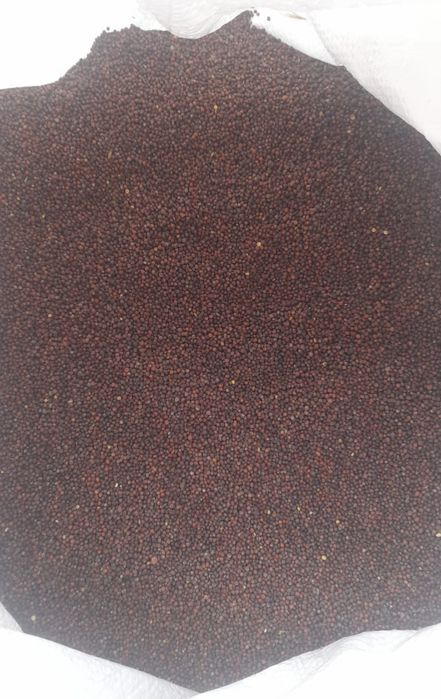 Продам семена капусты Амагер.