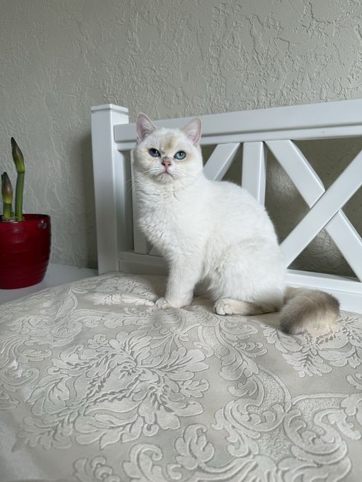 Золотий поінт хлопчик