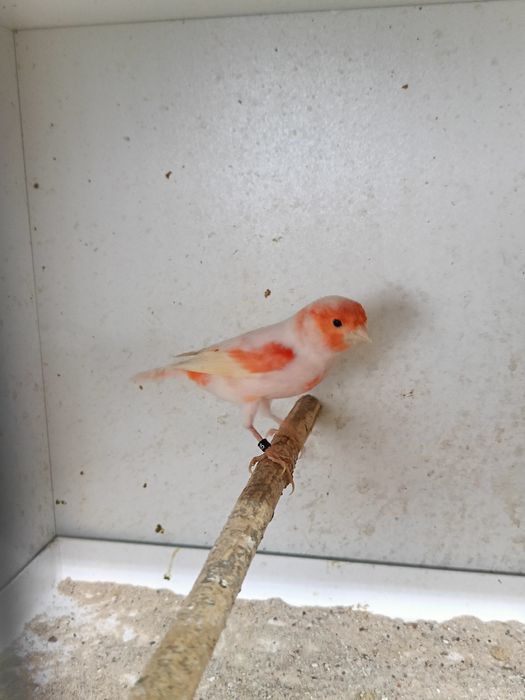 Kanarek samczyk 2025