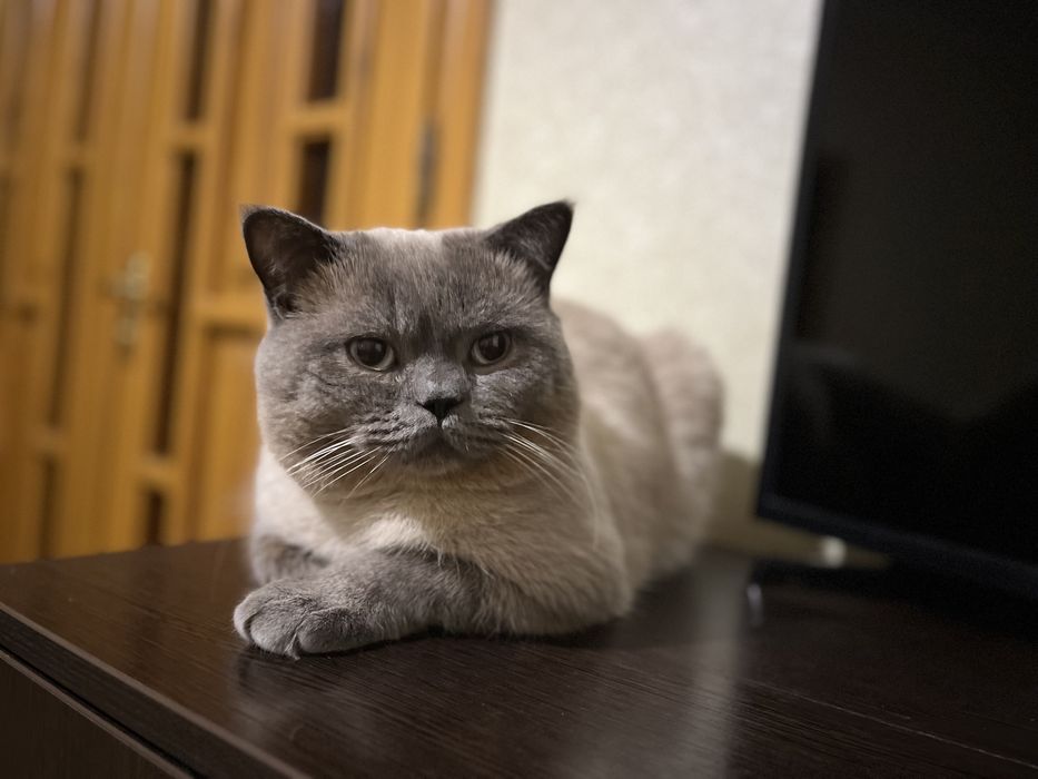 Шикарний кіт на вязку вʼязку