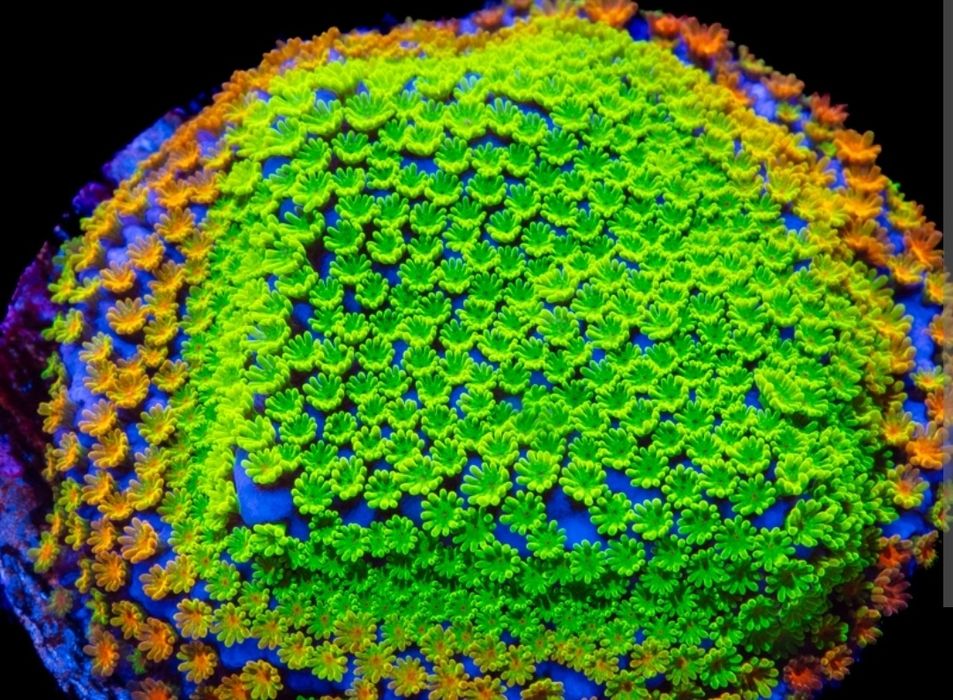 Montipora Rainbow, koralowce, akwarium morskie