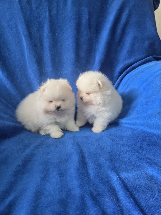 Щенята померанського шпіца