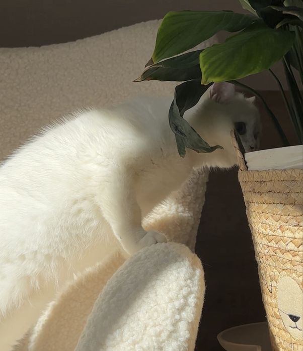 Золотий британський котик! Bri ny 12 33