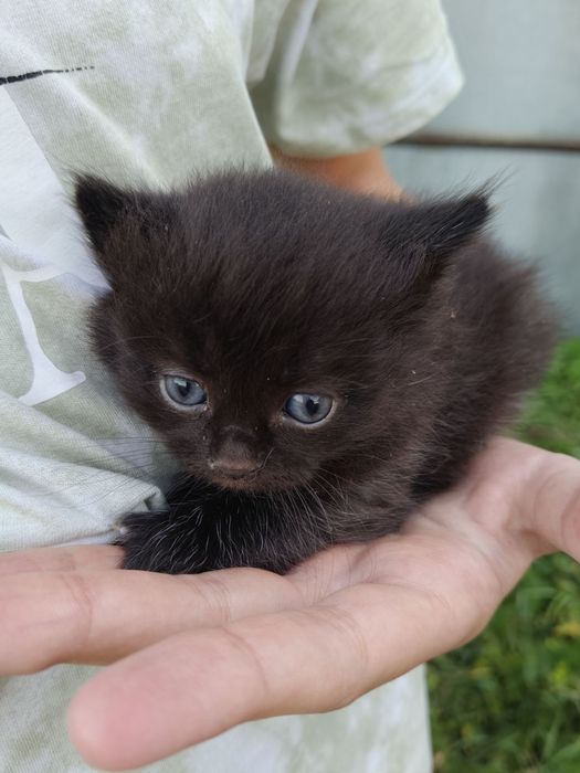 Шукаємо для кошенят новий дім