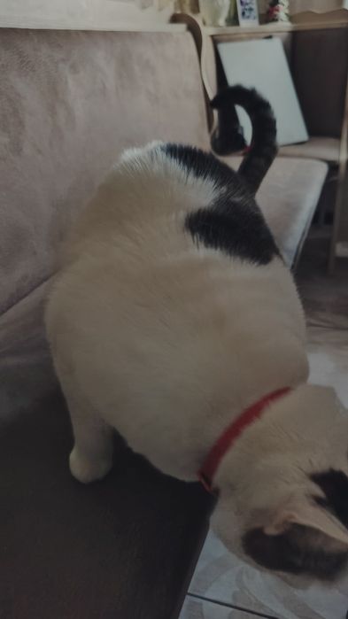 Шукаємо люблячі руки для кішки!