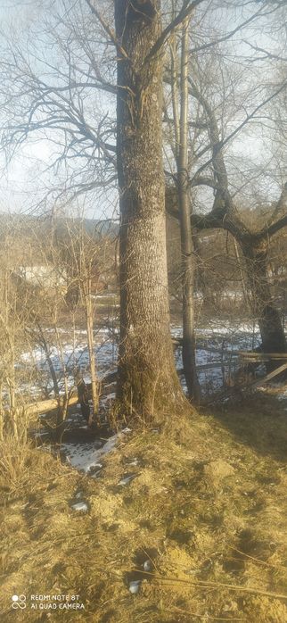 Ясень грубий 4 штуки