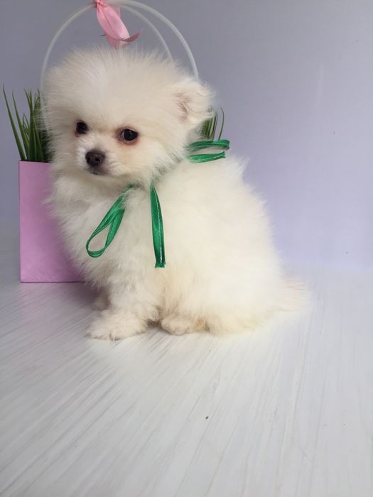 Прекрасні  Шпіци VIP  Хлопчик та Дівчинка