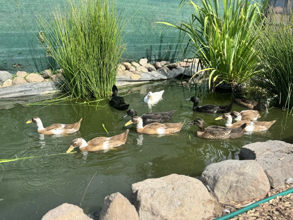 Biegusy indyjskie biegus kaczka kaczory  dziki , srokate