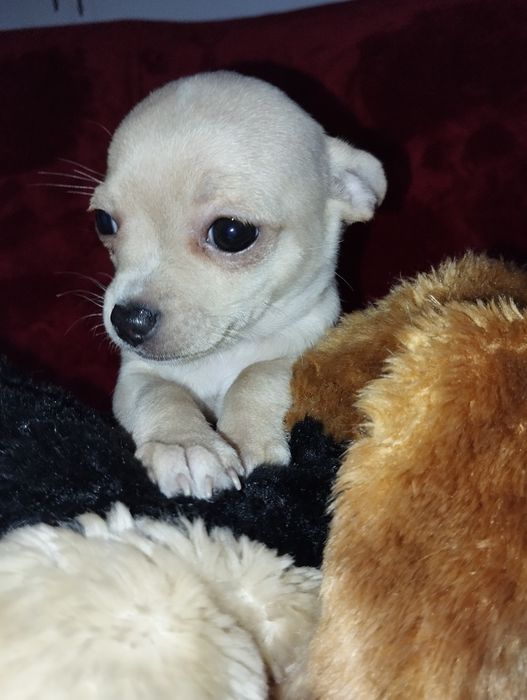 Piesek Chihuahua. Piękny, urodzony 30ego października.