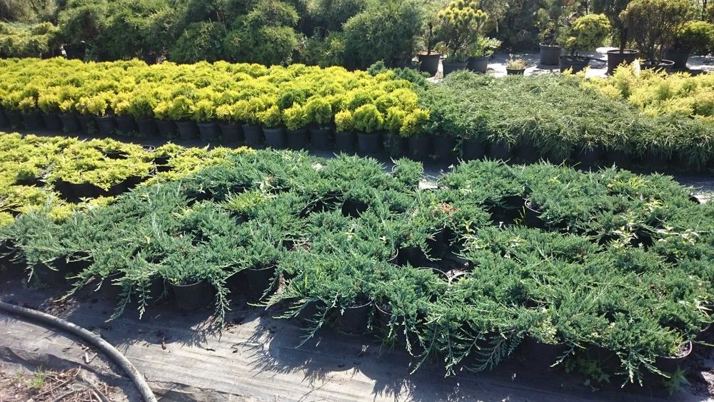 cis - jałowiec - cyprys - kosodrzewina - sosna - świerk - iglaki