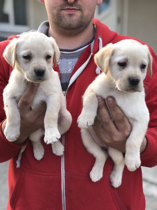 Лабріки від чемпіонів