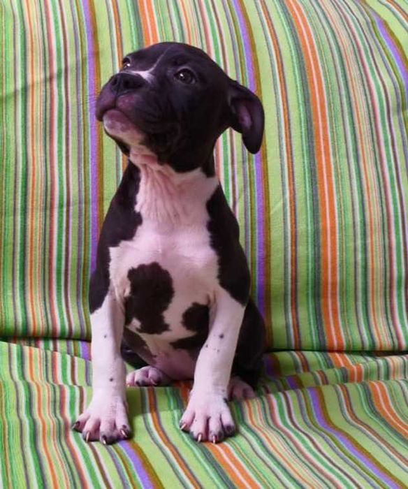 american pitbull fêmea